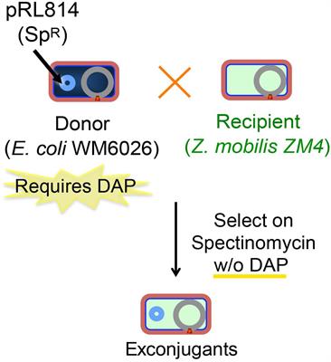 A Markerless Method for Genome Engineering in Zymomonas mobilis ZM4